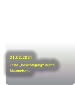 21.02.2021 Erste „Besichtigung“ durch Blaumeisen.